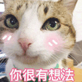 你很有想法 猫