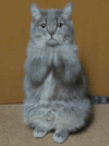 感谢 猫咪 可爱 搞笑 恭喜