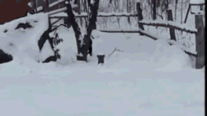 大雪 跳动 松鼠 树木