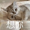 萌宠 猫星人 想你 期待 呆萌 可爱