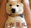 宝贝 狗狗