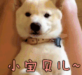 宝贝 狗狗
