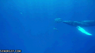 鲸鱼    海洋 动物 海豚