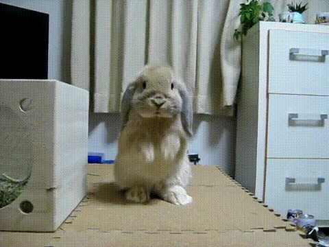 请求  兔子 动物 可爱的兔子