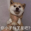 萌宠 狗 狗狗 汪星人 你小子飘了