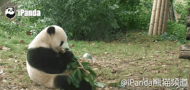 大熊猫 国宝 拥抱 友爱 萌