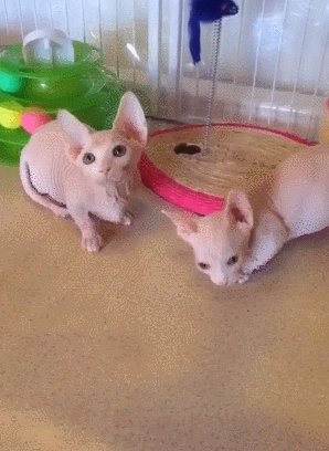 两只猫 大耳朵 垫子 粉红色羽毛