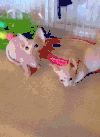 两只猫 大耳朵 垫子 粉红色羽毛