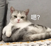 萌宠 猫星人 嗯 无辜 呆萌 可爱