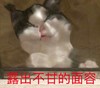 萌宠 猫星人 露出不甘的面容 不服气 呆萌 可爱