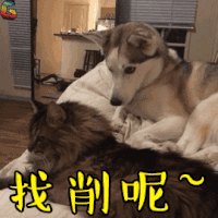 找削呢 生气 萌宠 狗 猫 soogif soogif出品