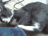 喵星人 搞笑