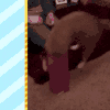 猫咪 萌宠 搞笑 喵星人