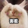 萌宠 猫星人 害羞 捂脸 呆萌 可爱