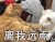 萌宠 猫咪 离我远点 走开 嫌弃 烦心