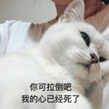 拉倒吧 心 死了 猫