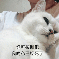 拉倒吧 心 死了 猫 可爱 呆萌