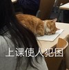 萌宠 喵星人 上课使人犯困 困了 呆萌 搞怪