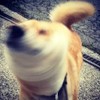 狗狗 摇头 可爱 柴犬