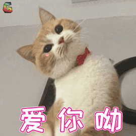 萌宠 猫咪 猫 撩 爱你呦 soogif soogif出品