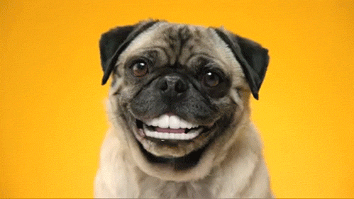 狗狗  表情包   笑容  搞笑  开心  萌宠