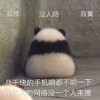 萌宠 熊猫 没人陪 寂寞 搞怪 逗