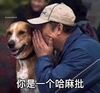 小狗狗 汪星人 哈麻批 斗图 搞笑 可爱