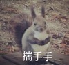 萌宠 小兔子 揣手手 激动 搞怪 逗