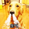 萌宠 汪星人 生气 凶巴巴 呆萌 可爱