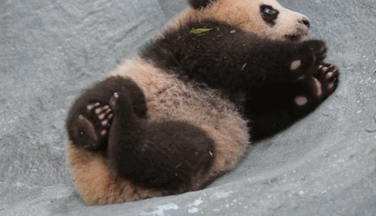 大熊猫 国宝 可爱 宝宝