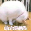 萌宠 猫星人 给大佬低头 道歉 搞怪 呆萌