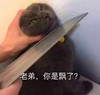 萌宠 喵星人 你飘了 你膨胀了 憨憨 可爱