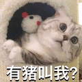 萌宠 猫咪 猫 有猪叫我 猪