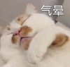 萌宠 猫星人 气晕 难受 呆萌 可爱