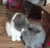 猫咪 喵星人 搞笑 可爱 淘气