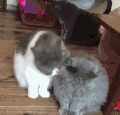 猫咪 喵星人 搞笑 可爱 淘气