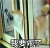 萌宠 汪星人 我要闹了 快来哄我 呆萌 可爱