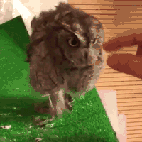 猫头鹰 可爱 萌宠 搞笑