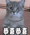 恭喜恭喜 猫 喵星人 萌宠 祝福