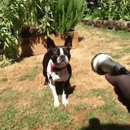 水球 狗狗 喷水 可爱