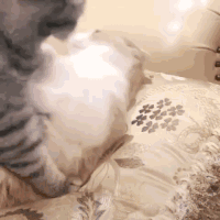 萌宠 猫星人 亲亲 呆萌 可爱