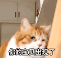 萌宠 猫星人 你的宝贝出现了 我来了 呆萌