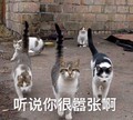 喵星人 搞笑 小猫 可爱 听说你很嚣张啊