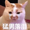 萌宠 喵星人 猛男落泪 伤心 呆萌 可爱