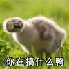 萌宠 小鸭子 你在搞什么 怎么了 搞怪 逗