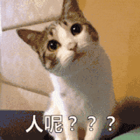 人呢 猫 歪头 卖萌