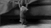 小猫 可爱 撒娇 粘人
