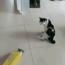 猫咪 纸壳 搞笑 直接滚下楼了