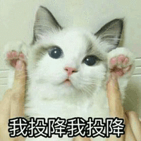 猫 喵星人 萌宠 我投降我投降