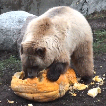 熊 吃东西 石头 黄色